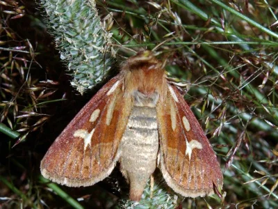 Cerapteryx graminis
