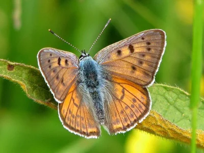Lycaena (Thersamolycaena) alciphron