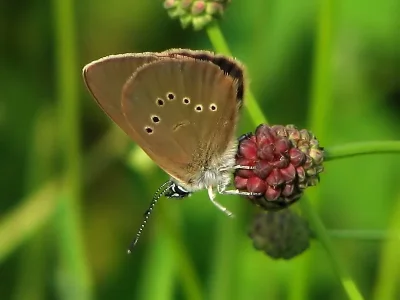 Phengaris nausithous