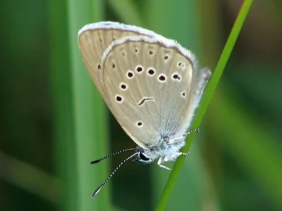 Phengaris teleius