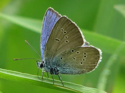 Cyaniris semiargus