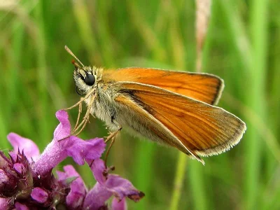 Thymelicus sylvestris