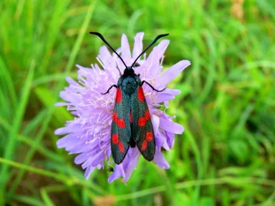 Zygaena (Zygaena) filipendulae