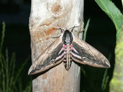 Sphinx ligustri