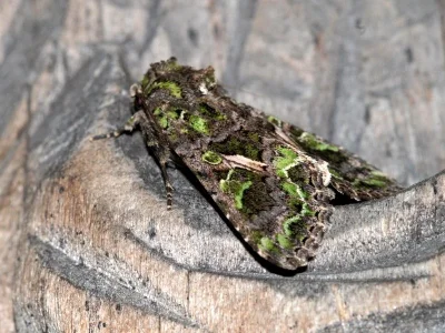 Trachea atriplicis