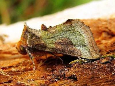 Diachrysia chrysitis