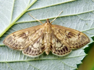 Anania lancealis