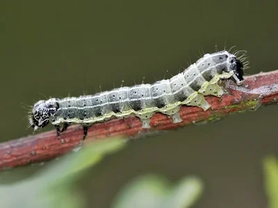 Orthosia (Monima) cruda