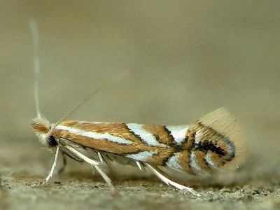 Phyllonorycter sorbi