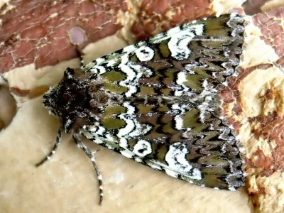 Crypsedra gemmea