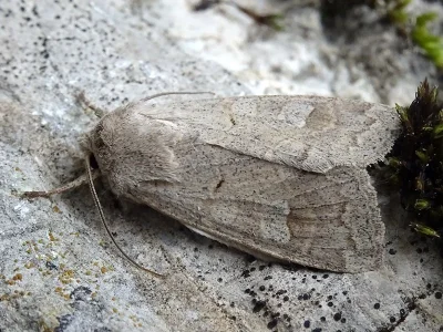 Ammoconia caecimacula