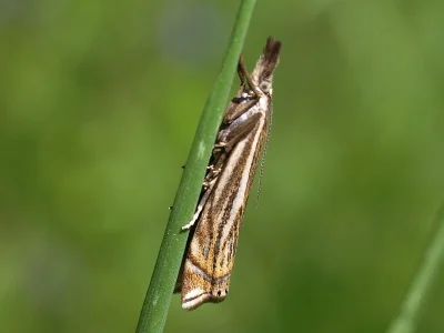 Crambus lathoniellus