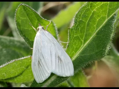 Sitochroa palealis