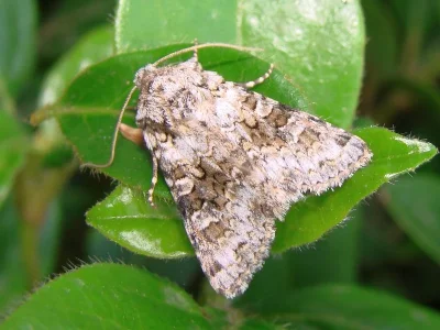 Hecatera bicolorata