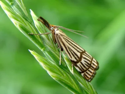 Chrysocramboides craterella