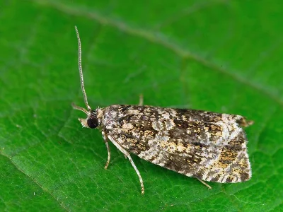 Syricoris lacunana