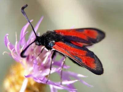 Zygaena (Mesembrynus) punctum