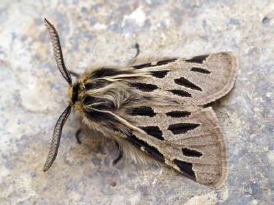 Ocnogyna parasita