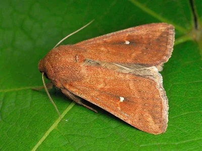 Mythimna (Hyphilare) albipuncta
