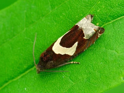 Epiblema foenella