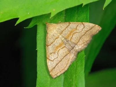Herminia tarsicrinalis