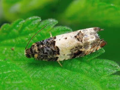 Gypsonoma sociana