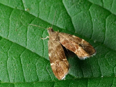 Anthophila fabriciana