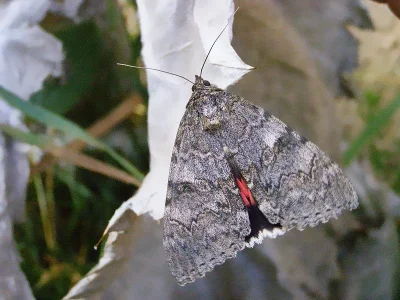 Catocala nupta