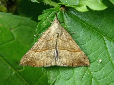 Hypena (Hypena) proboscidalis