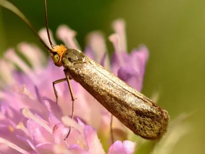 Nemophora metallica