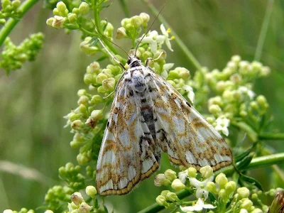 Elophila (Elophila) nymphaeata