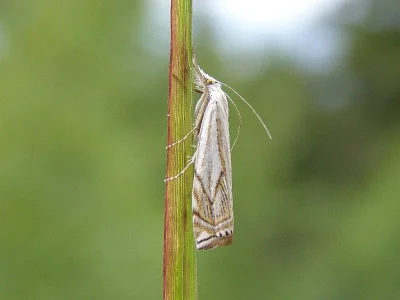 Crambus lathoniellus
