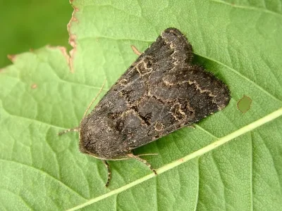 Tholera cespitis