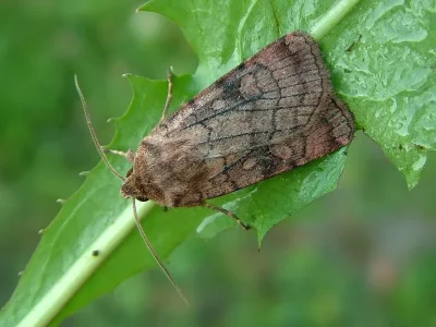 Xestia (Xestia) sexstrigata