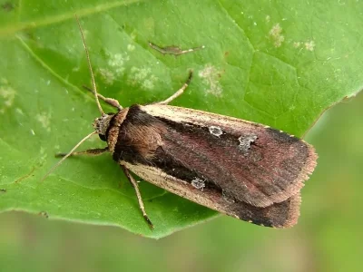 Ochropleura plecta