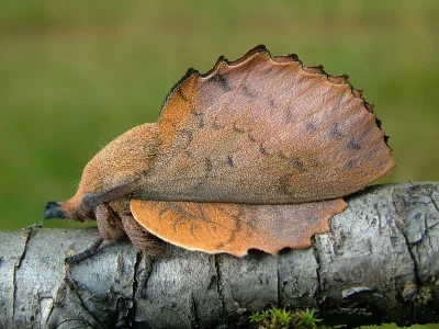 Gastropacha (Gastropacha) quercifolia