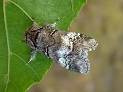 Drymonia querna