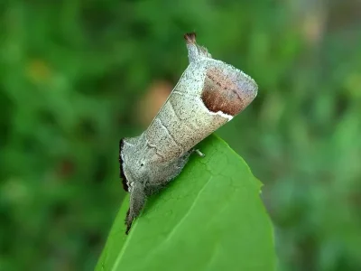 Clostera curtula