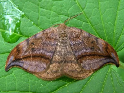 Drepana curvatula