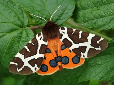 Arctia caja