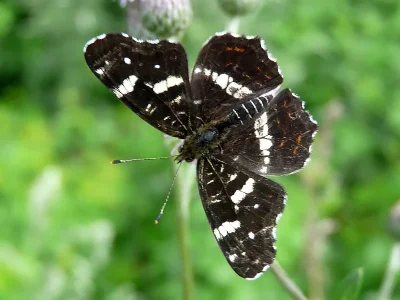 Araschnia levana