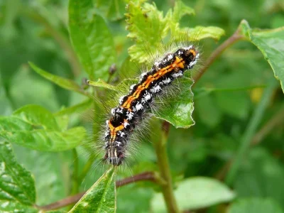Euproctis (Sphrageidus) similis