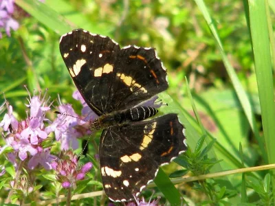 Araschnia levana