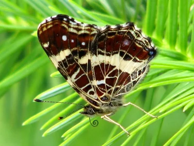 Araschnia levana