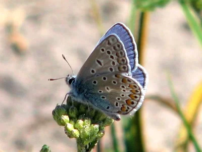 Polyommatus (Polyommatus) icarus