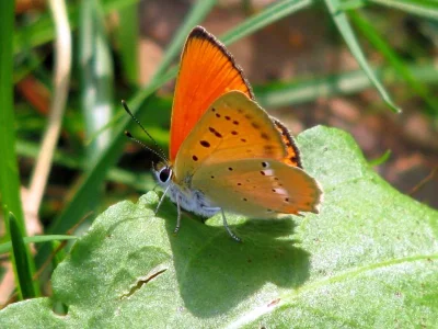 Lycaena (Heodes) virgaureae