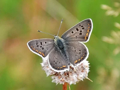 Lycaena (Heodes) tityrus