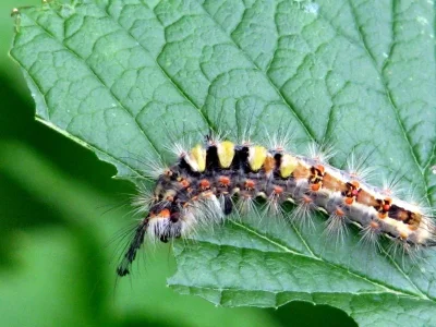 Orgyia (Orgyia) antiqua