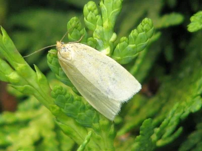 Zelotherses paleana