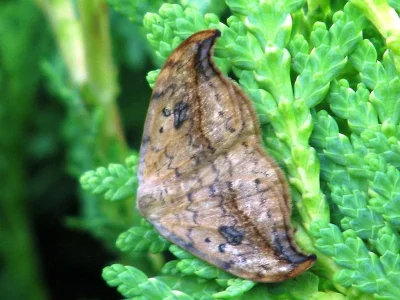 Drepana falcataria